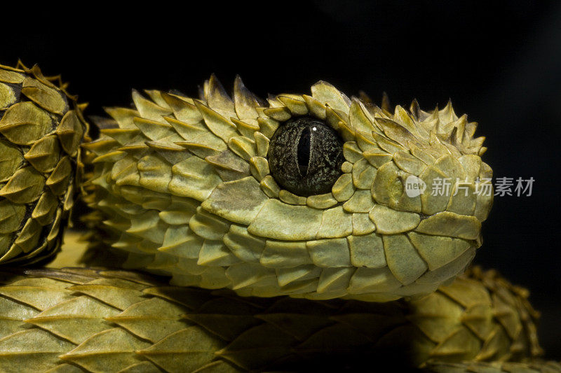 多毛灌木蝰蛇(Atheris hispida)